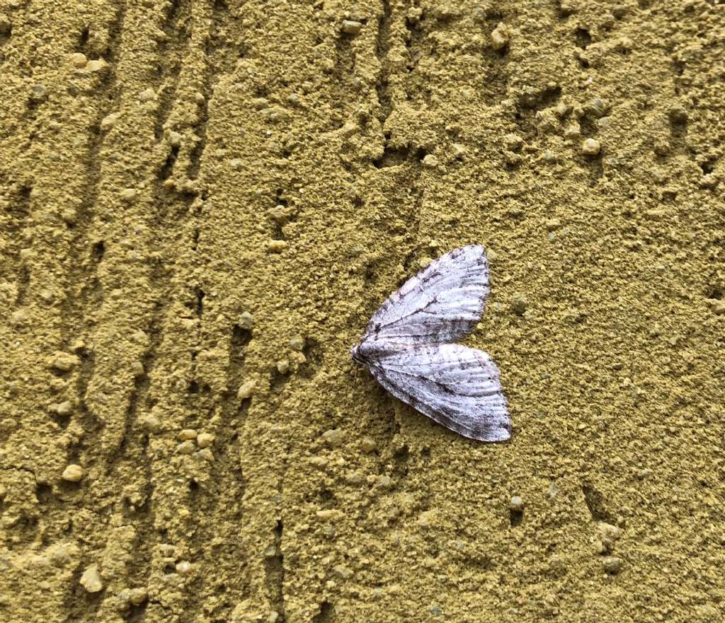 Epirrita sp. (Geometridae)